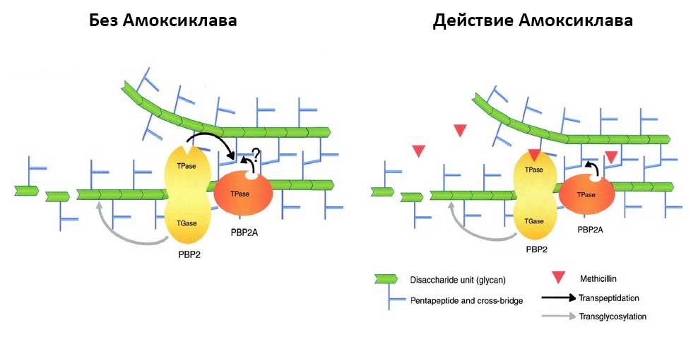 Механизм действия Амоксиклава